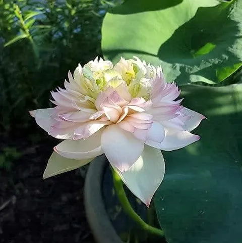 Pretty Flower Lotus  <br>  Simply sweet perfection!