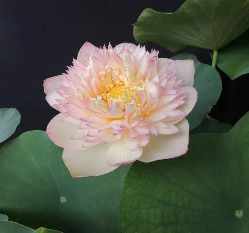 Pretty Flower Lotus  <br>  Simply sweet perfection!
