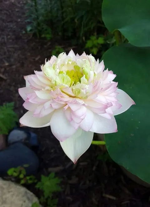 Pretty Flower Lotus  <br>  Simply sweet perfection!