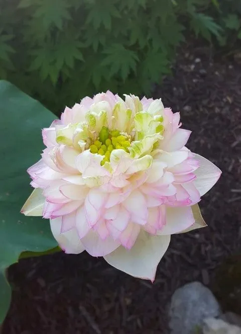 Pretty Flower Lotus  <br>  Simply sweet perfection!
